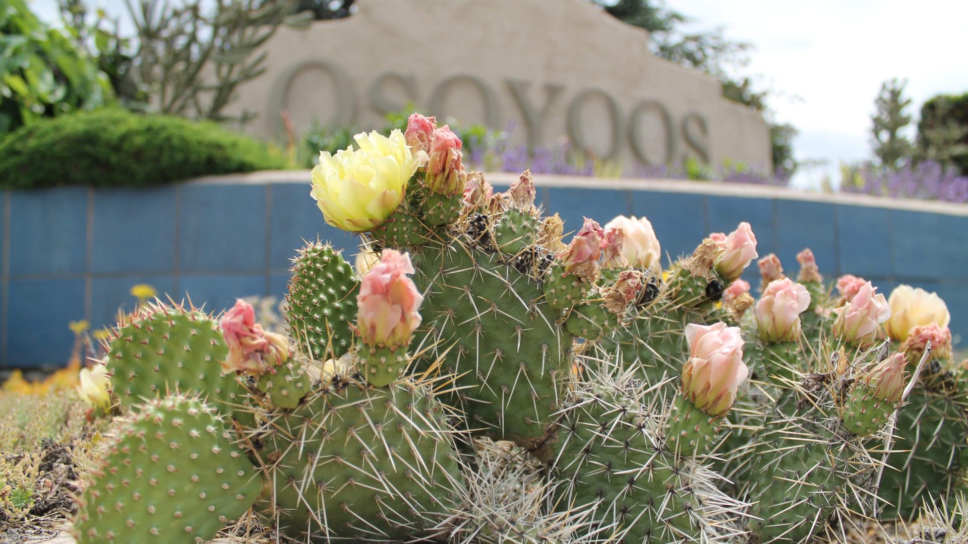 Town Sign with Cacti in front