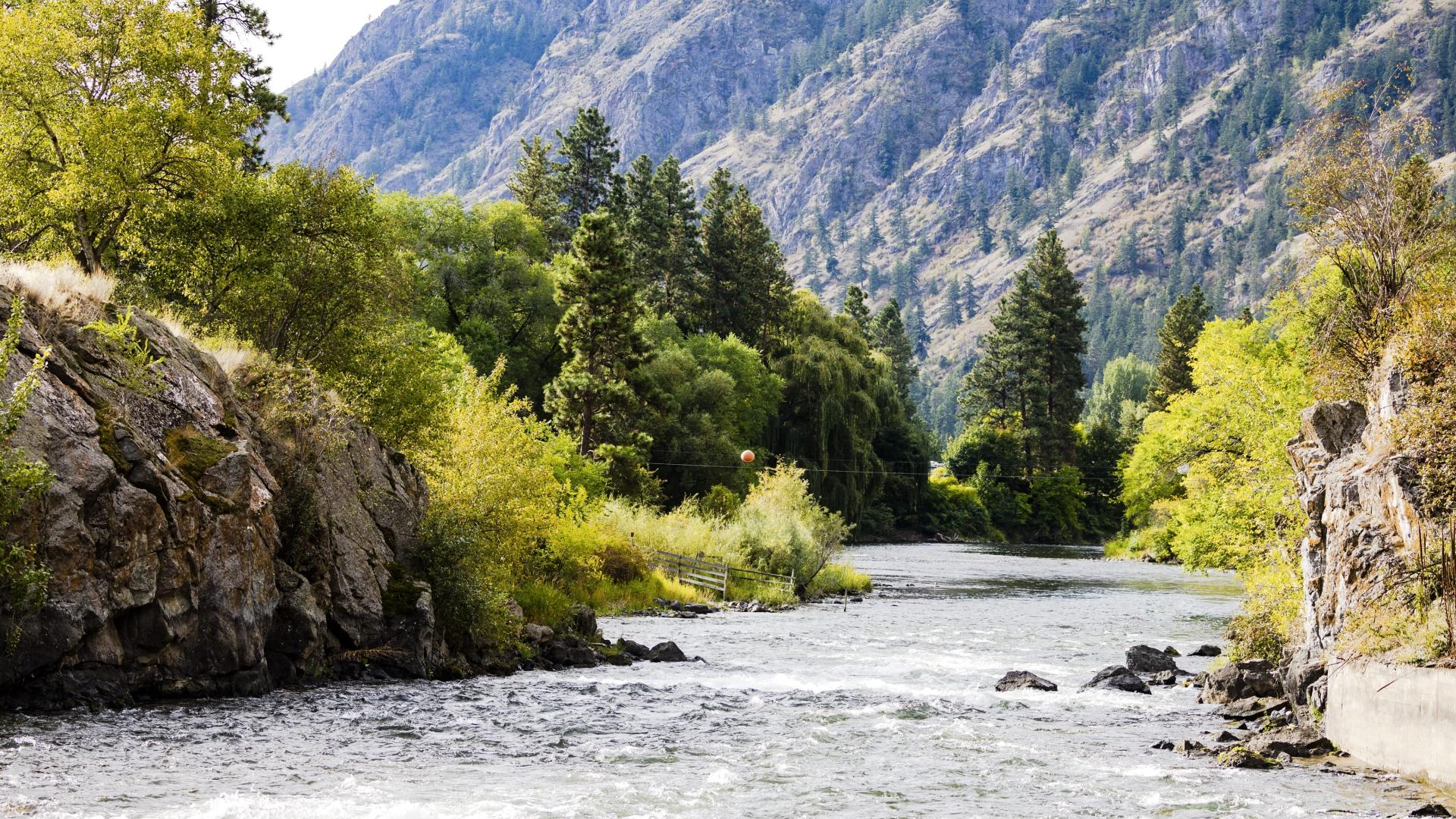 River and trees
