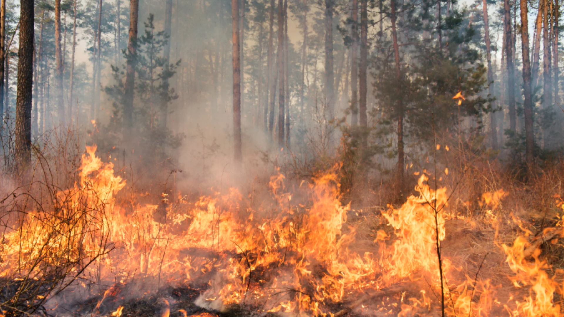 wildfire in forest