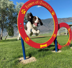 Dog jumping through hoop